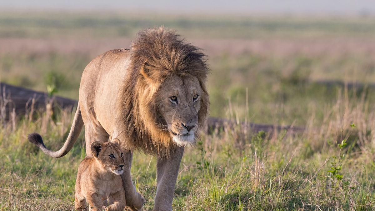 big cat tales - afrikas raubkatzen