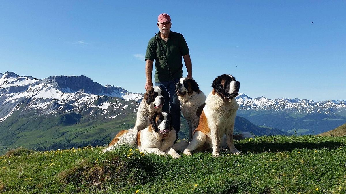 schweizer hundegeschichten
