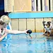 Top Dog Germany - Der beste Hund Deutschlands Thumbnail
