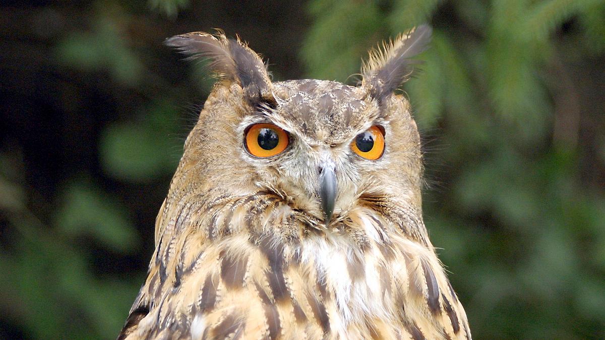 die zaubertricks der tiere
