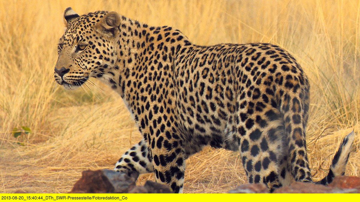 das waisenhaus für wilde tiere - abenteuer afrika