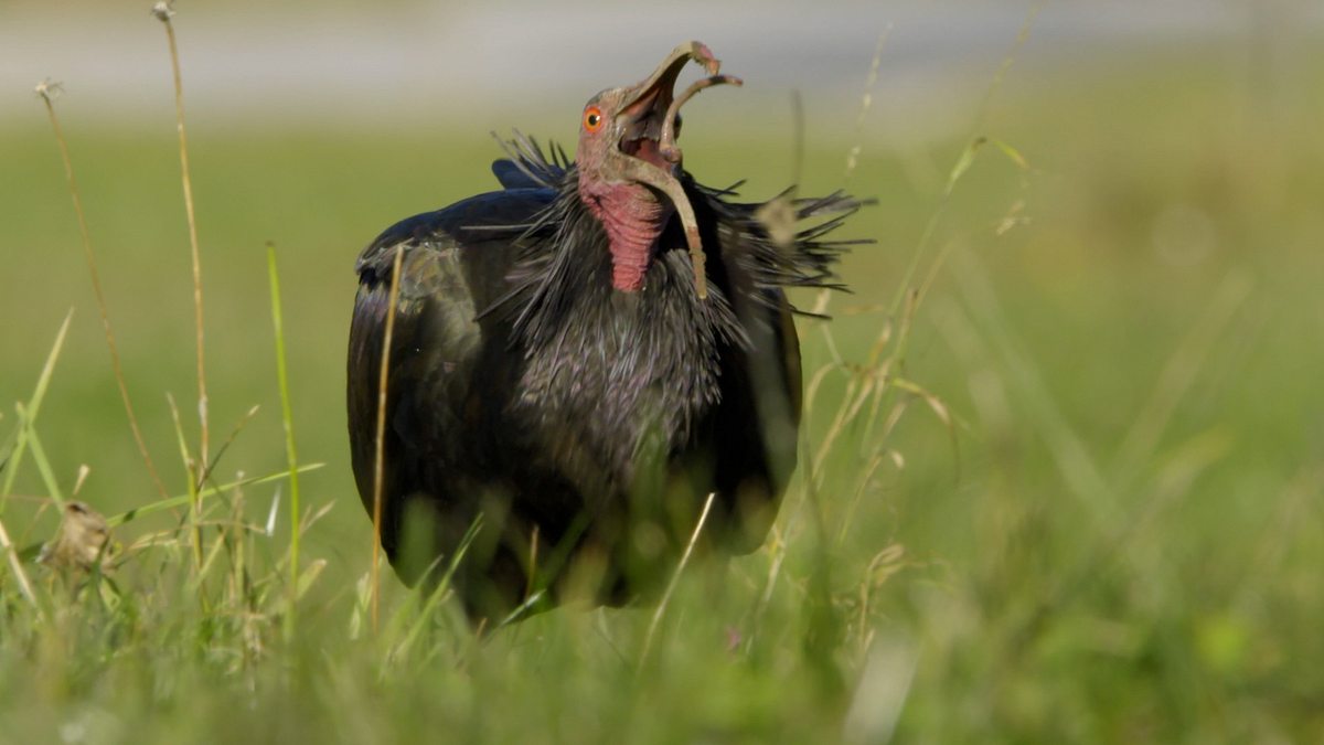 der waldrapp - zugvogel im aufwind