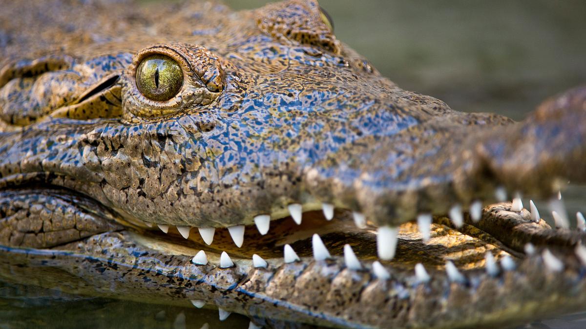 wildes florida: königreich der reptilien