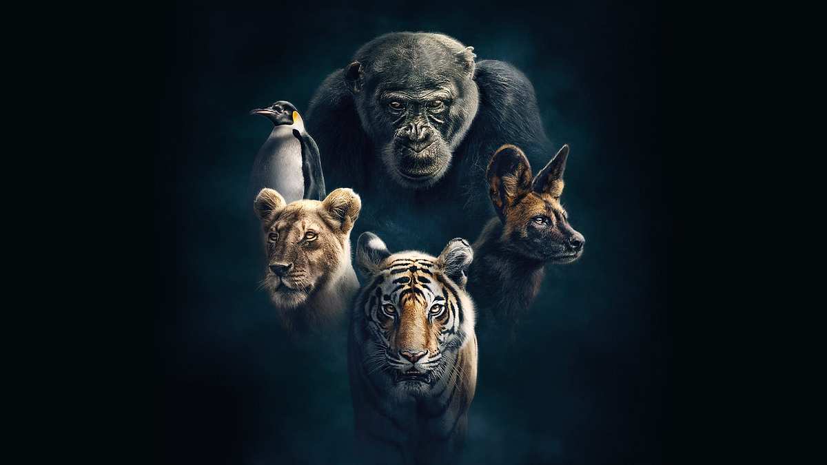 Wilde Dynastien: Die Clans der Tiere Wilde Dynastien: Die Clans der Tiere