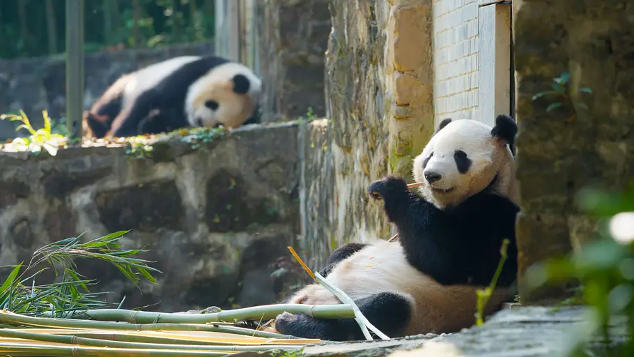 Die Panda-Schule die panda-schule