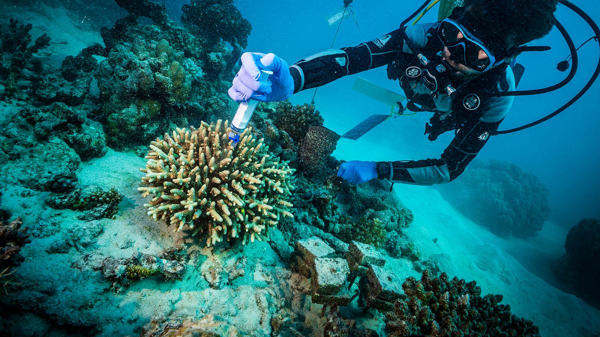 zauber der korallenriffe: der indische ozean