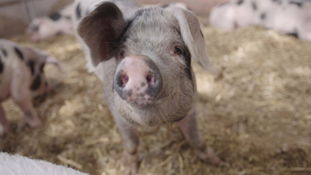 die geschichte der landwirtschaft - von der weide auf den teller