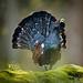 Abenteuer Wildnis Thumbnail