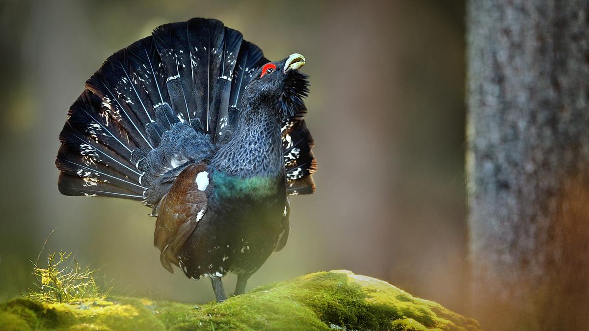 abenteuer wildnis