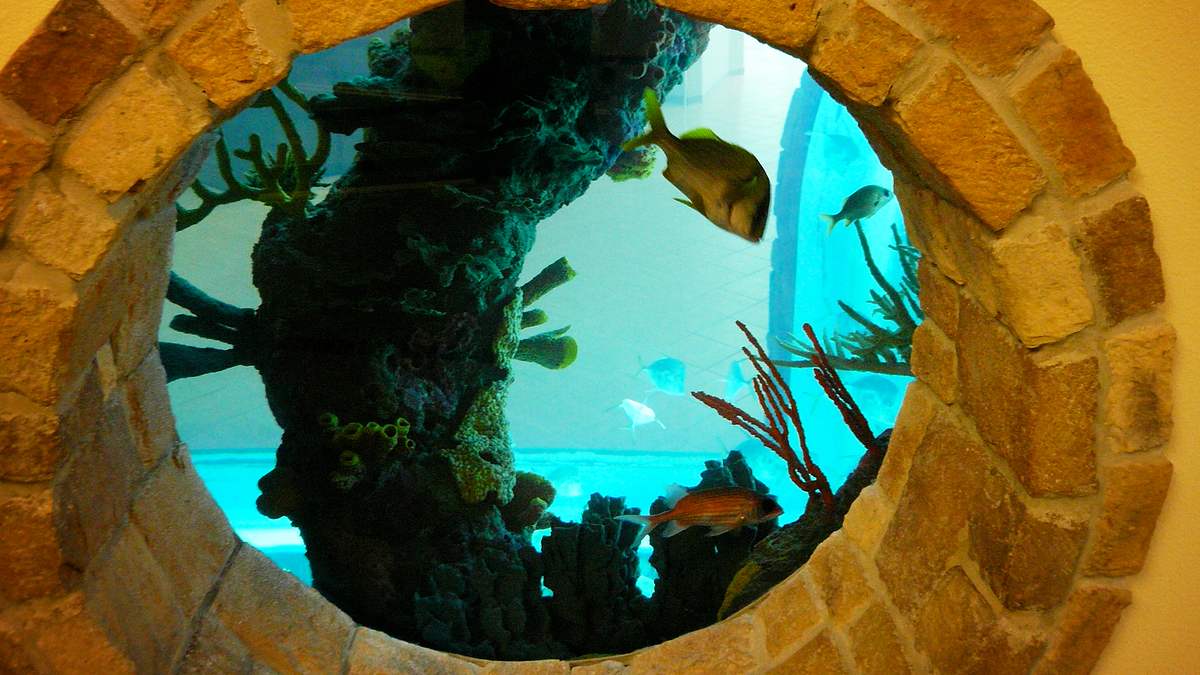 die aquarium-profis