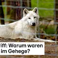 Punkt 12 - Das RTL-Mittagsjournal Thumbnail