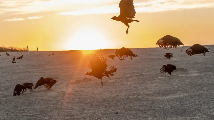 mexikos magische tierwanderungen
