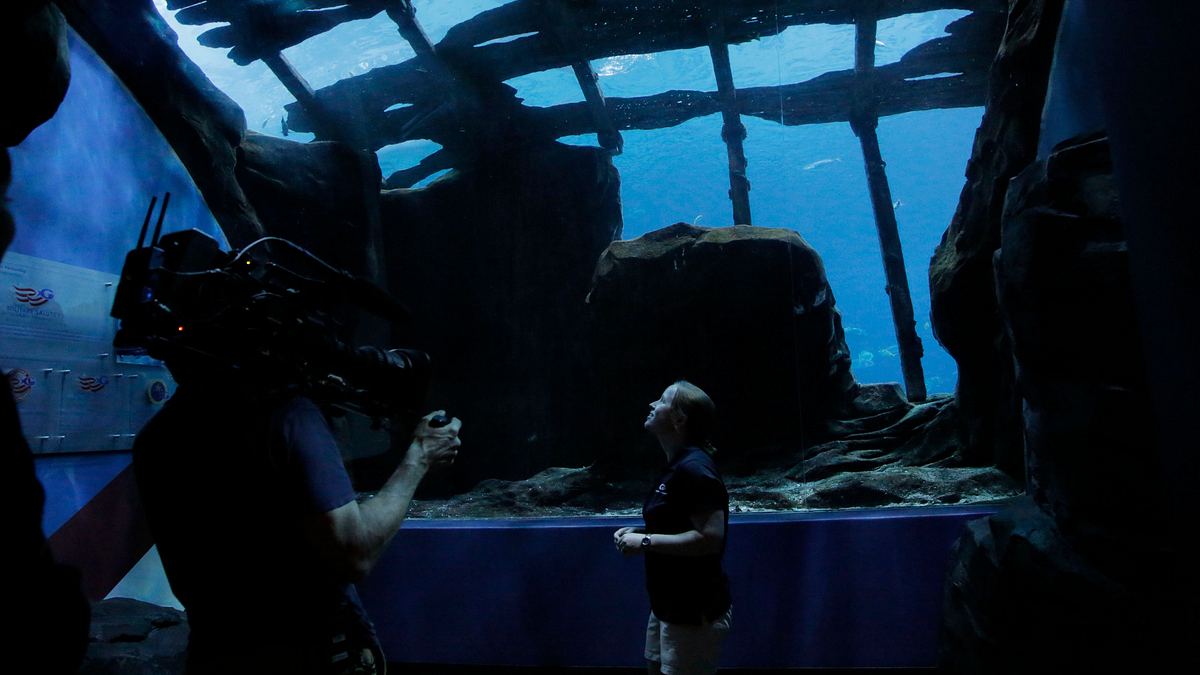 das atlanta-aquarium