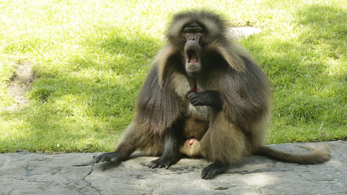 bronx zoo - tierpark der superlative