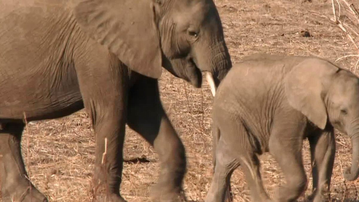 die wilden flüsse afrikas