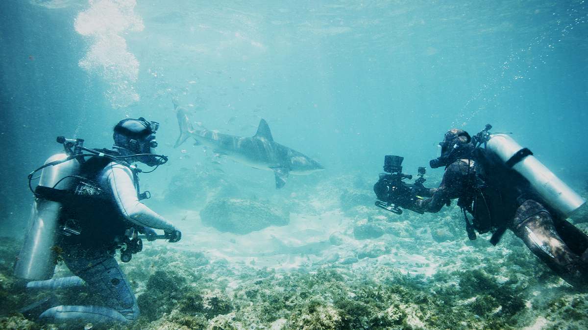 hai-duell vor norfolk island