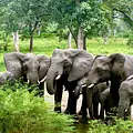 Malawi Thumbnail