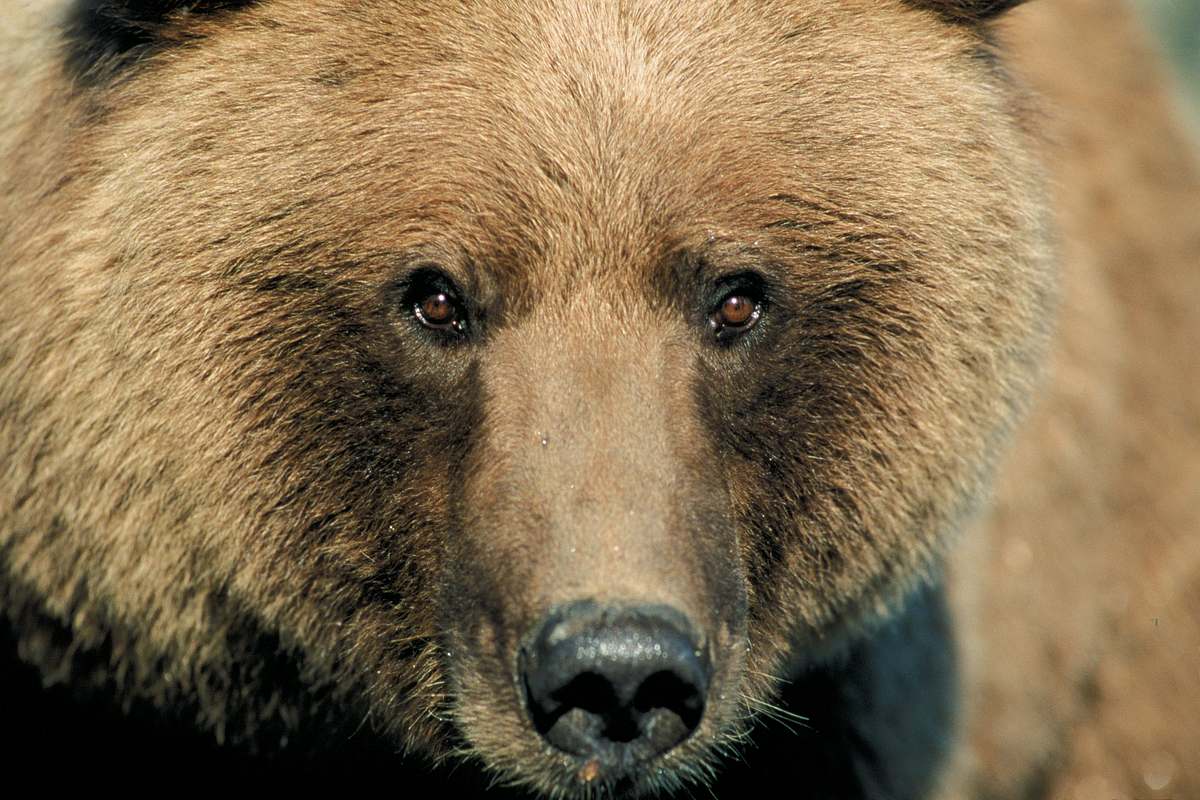 grizzly man