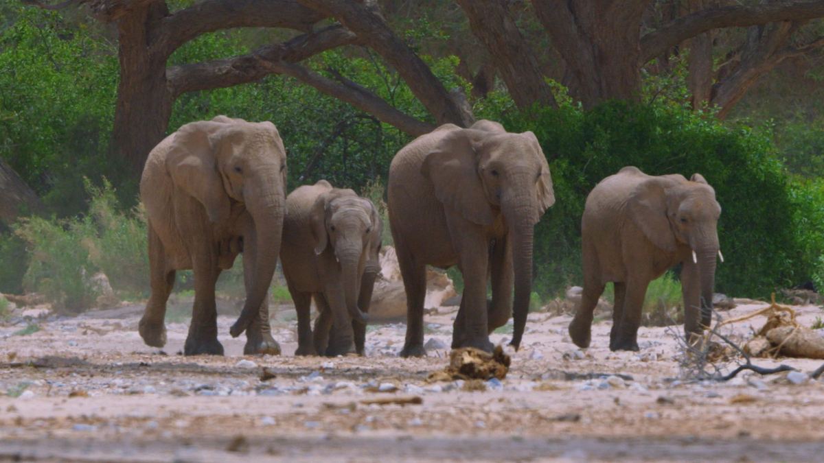 afrikas tödlichste jäger