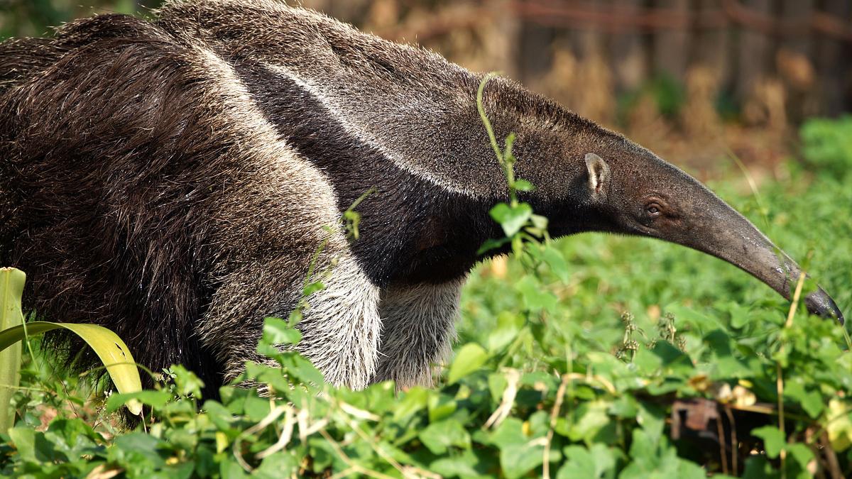 südamerikas tierische freaks