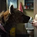Harley Quinn: Birds of Prey Thumbnail