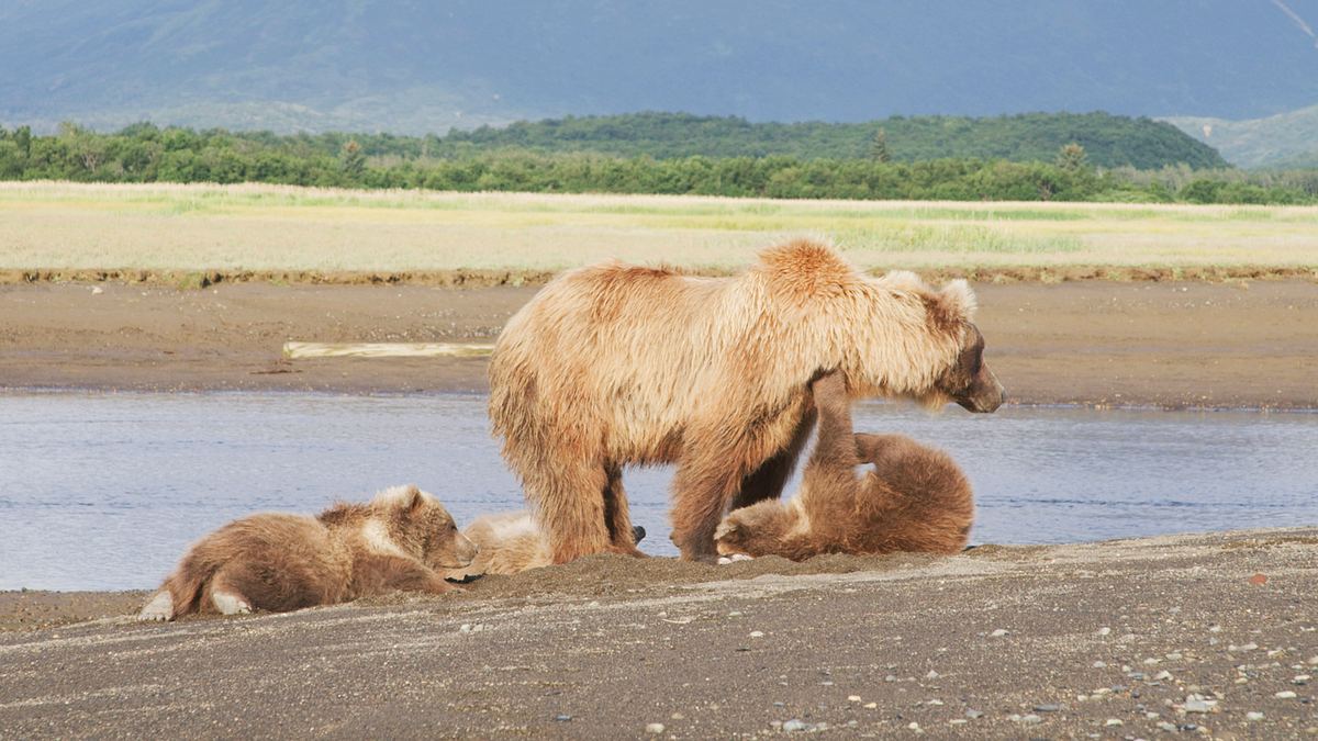 tracker diaries - die bären von alaska