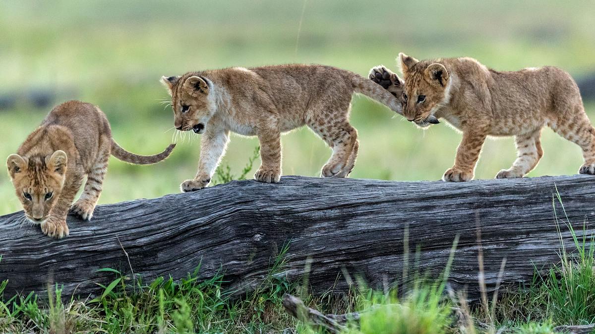 big cat tales - afrikas raubkatzen
