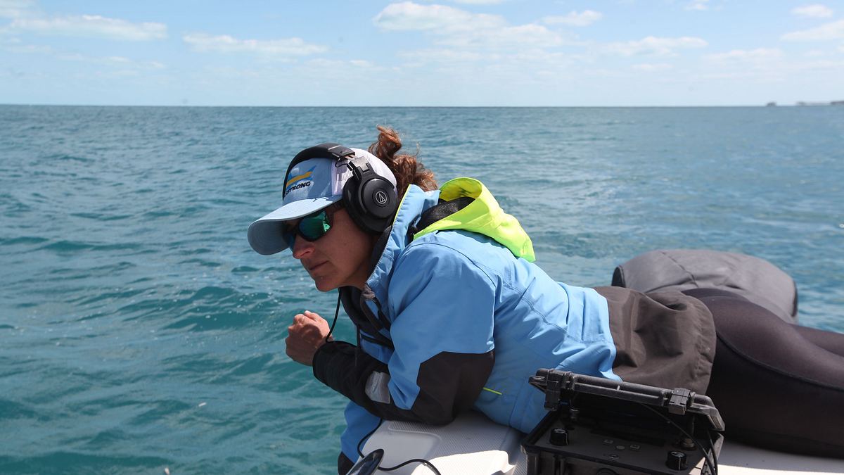 sharks of ghost island - haie im bermudadreieck