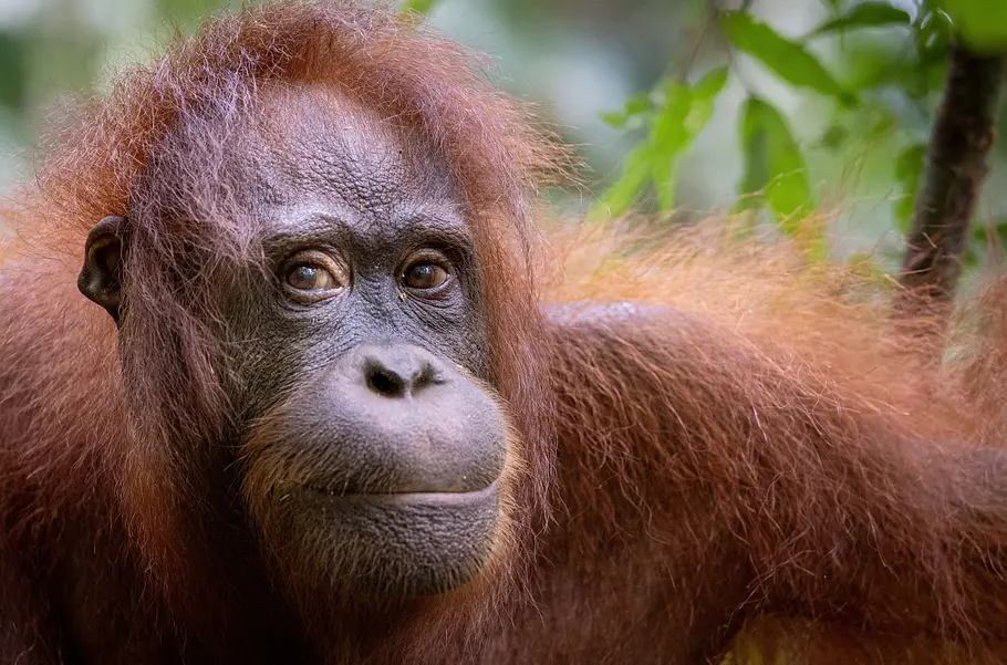 Orang-Utans - Die unbekannten Menschenaffen orang-utans - die unbekannten menschenaffen