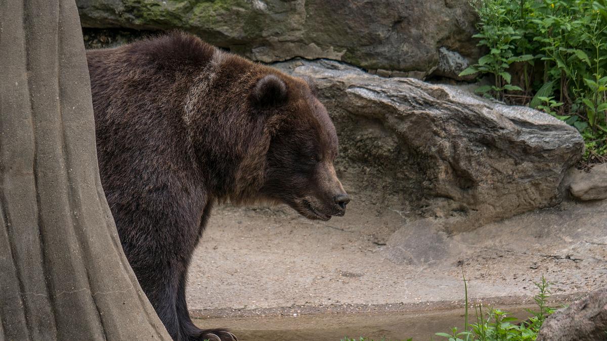 bronx zoo - tierpark der superlative