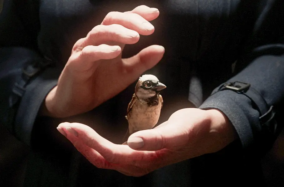 A Sparrow's Song a sparrow's song