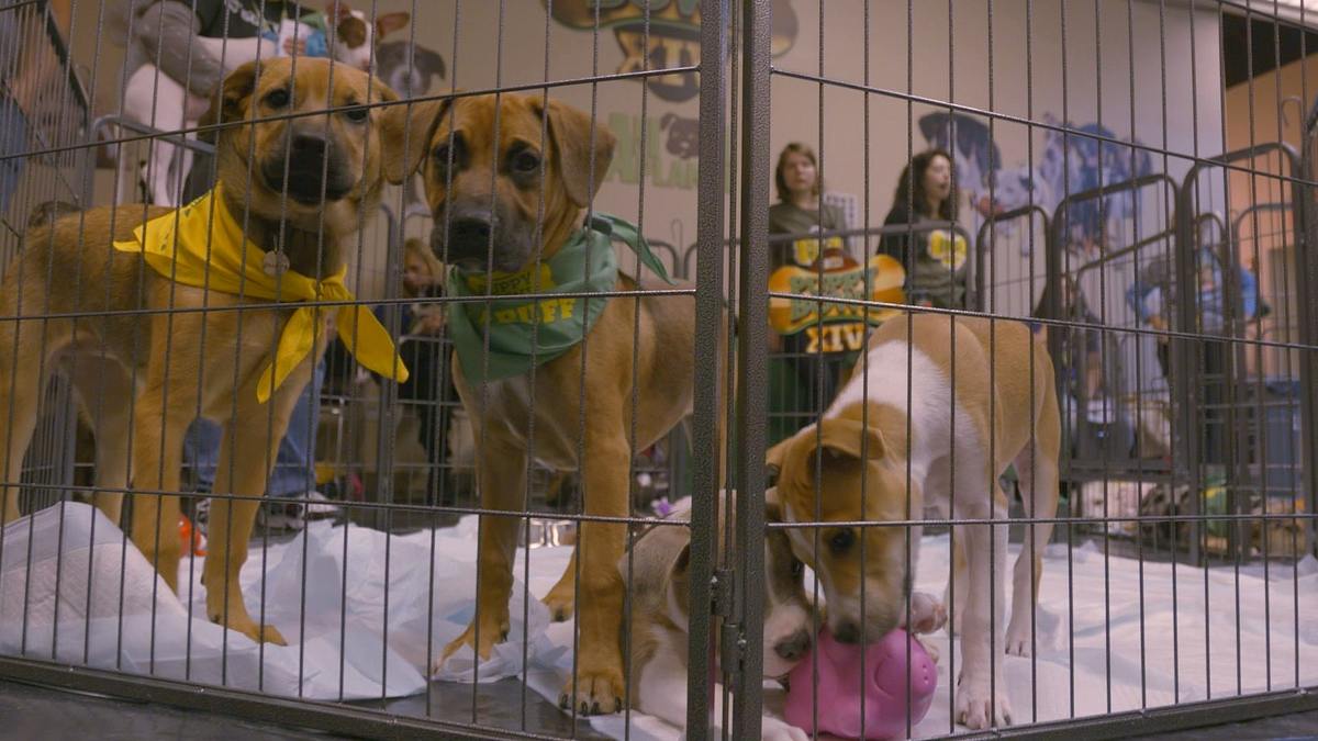 pitbulls auf bewährung