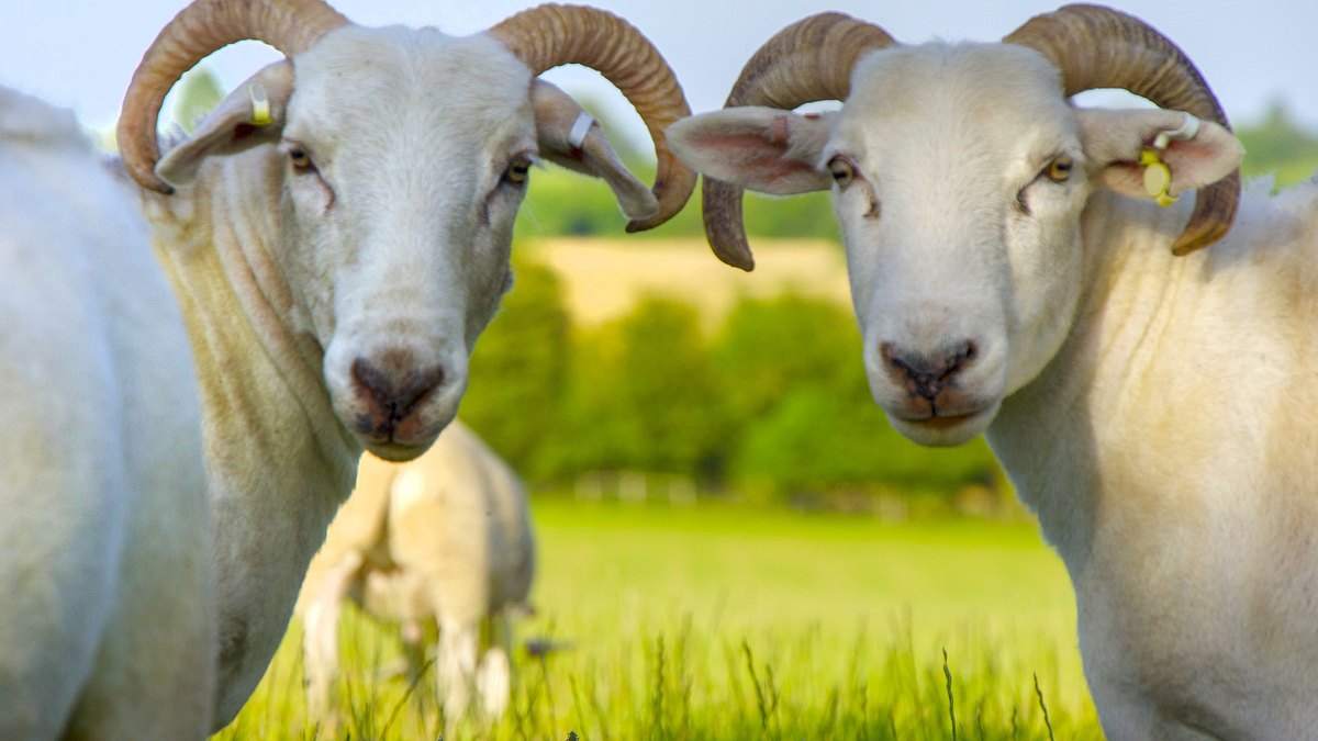das verborgene leben der bauernhoftiere