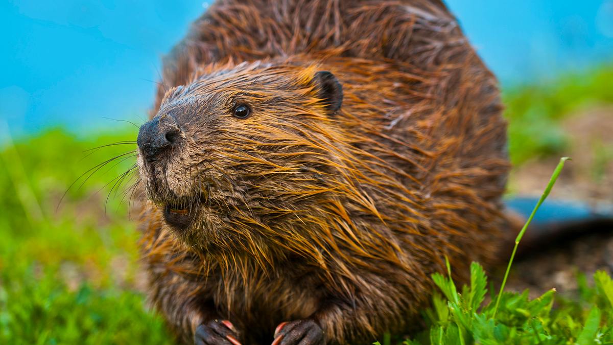 guter biber - böser biber: landschaftsingenieur oder naturzerstörer - was stimmt?