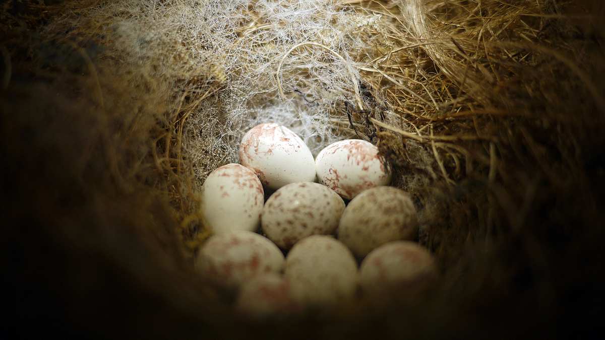 animal mysteries - unglaubliches tierverhalten