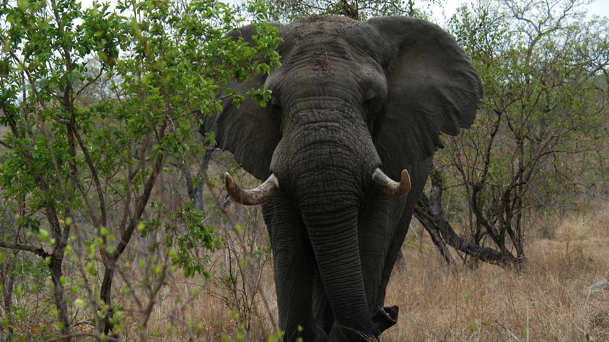 die riesen an afrikas flüssen