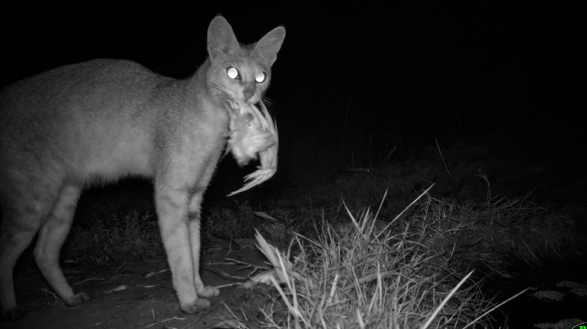 indiens wildkatzen
