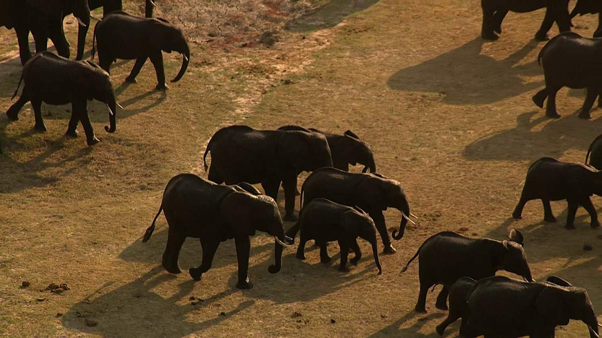 Die Superkräfte der Tiere die superkräfte der tiere