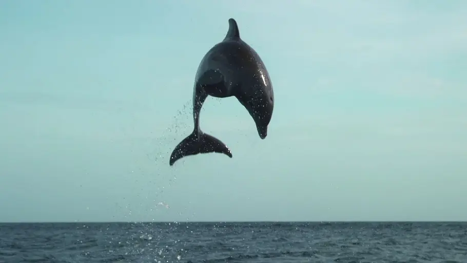 tierische überflieger