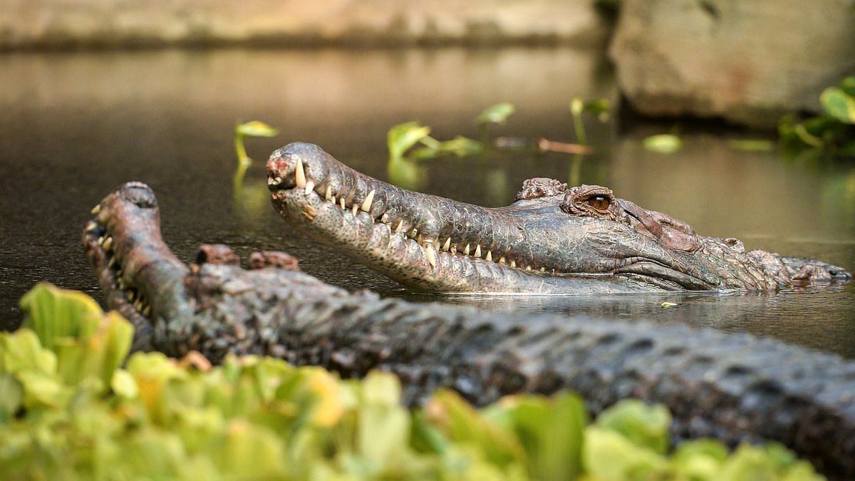 zoo und so - tierisch wild!