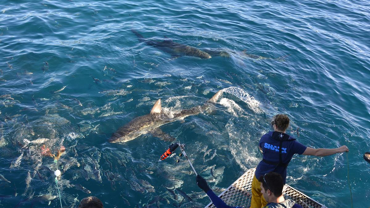 sharks of neptune - weiße haie vor südaustralien
