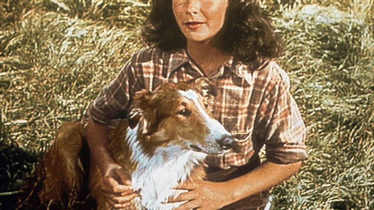 lassie - held auf vier pfoten