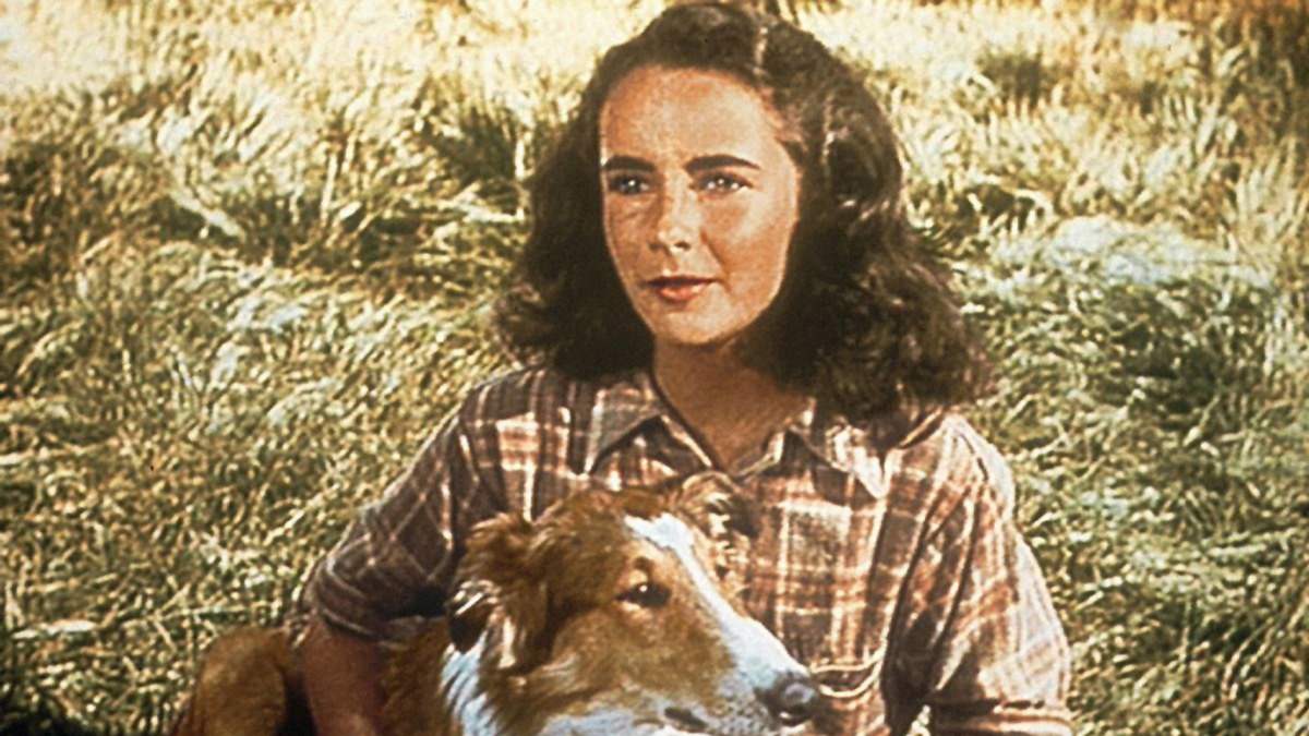 lassie - held auf vier pfoten