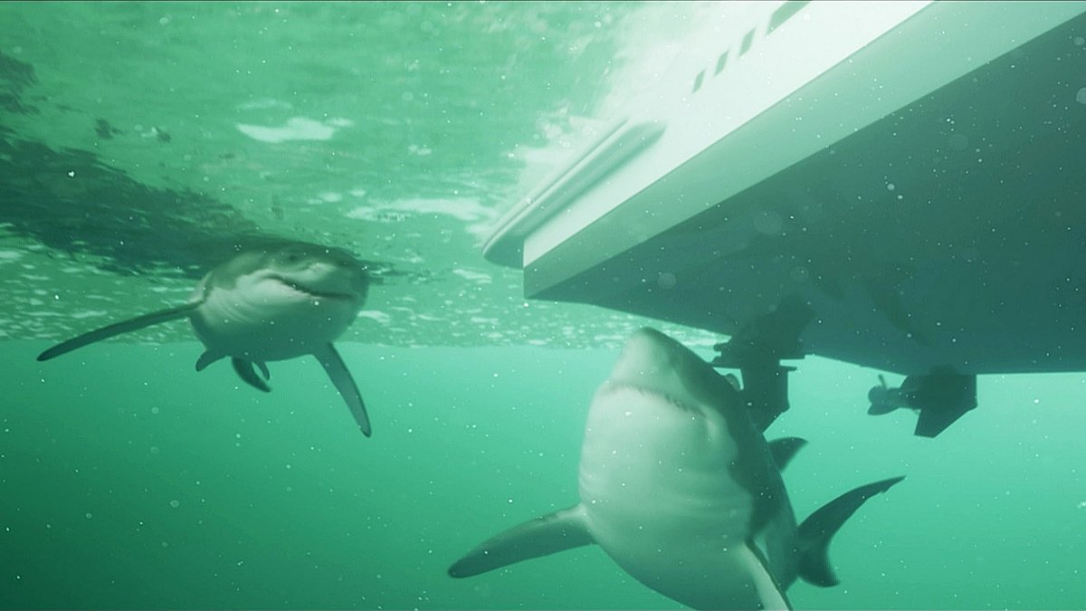 shark waters
