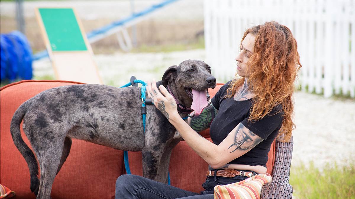 pitbulls auf bewährung