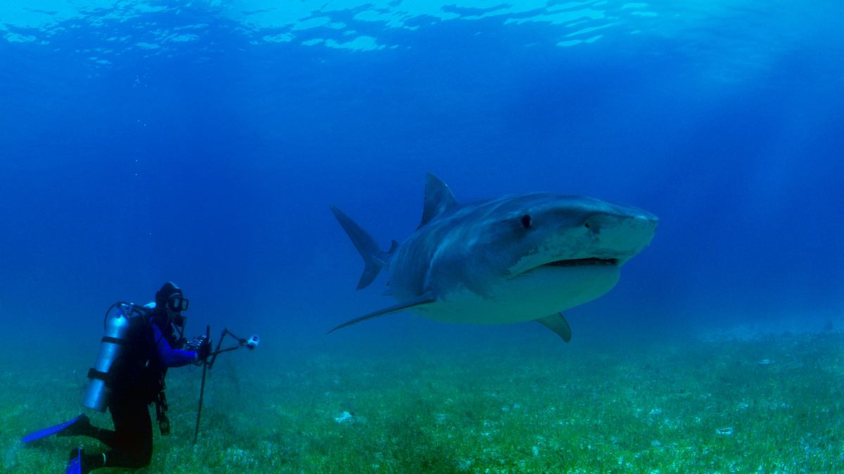 alien sharks - faszinierende welten