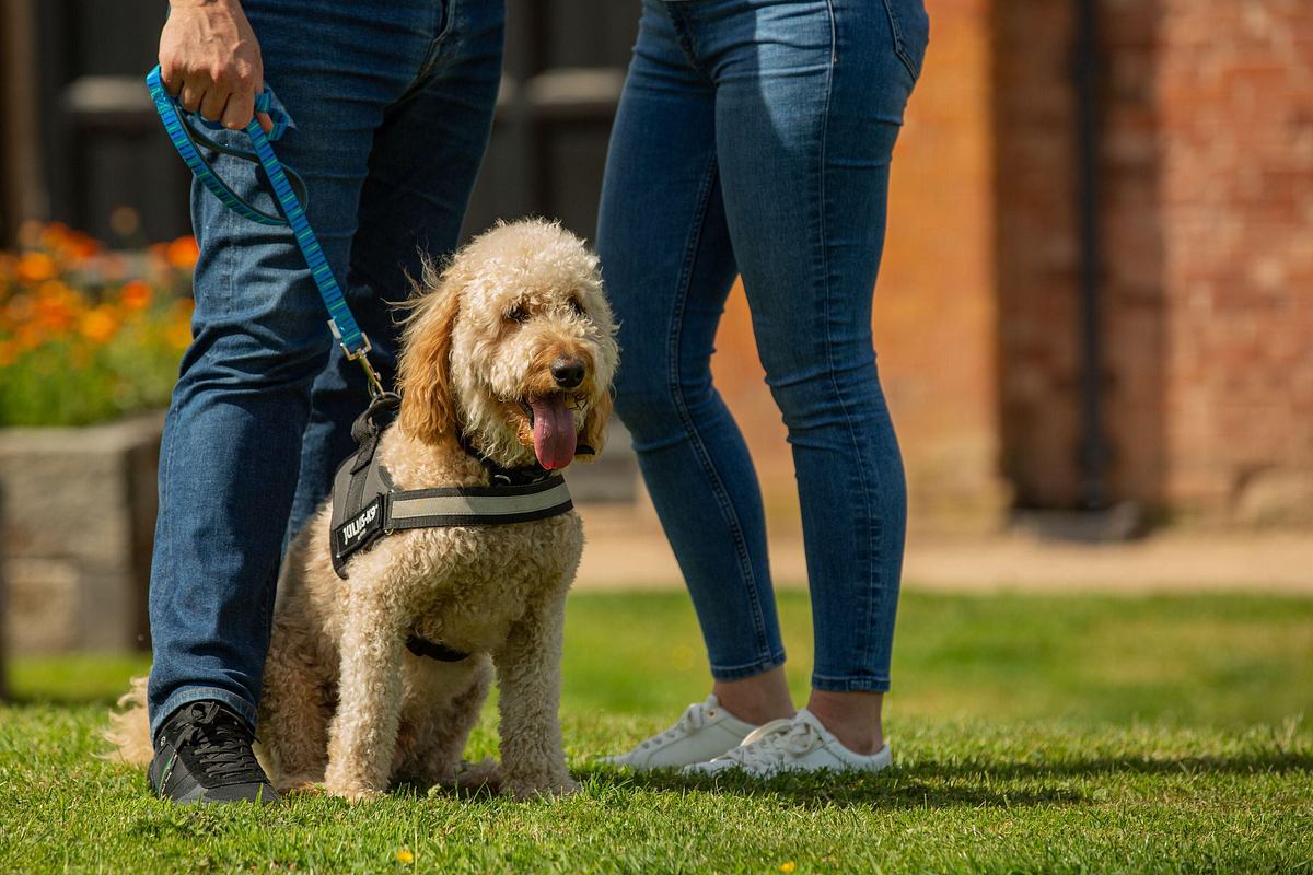 Unsere Hundeschule unsere hundeschule