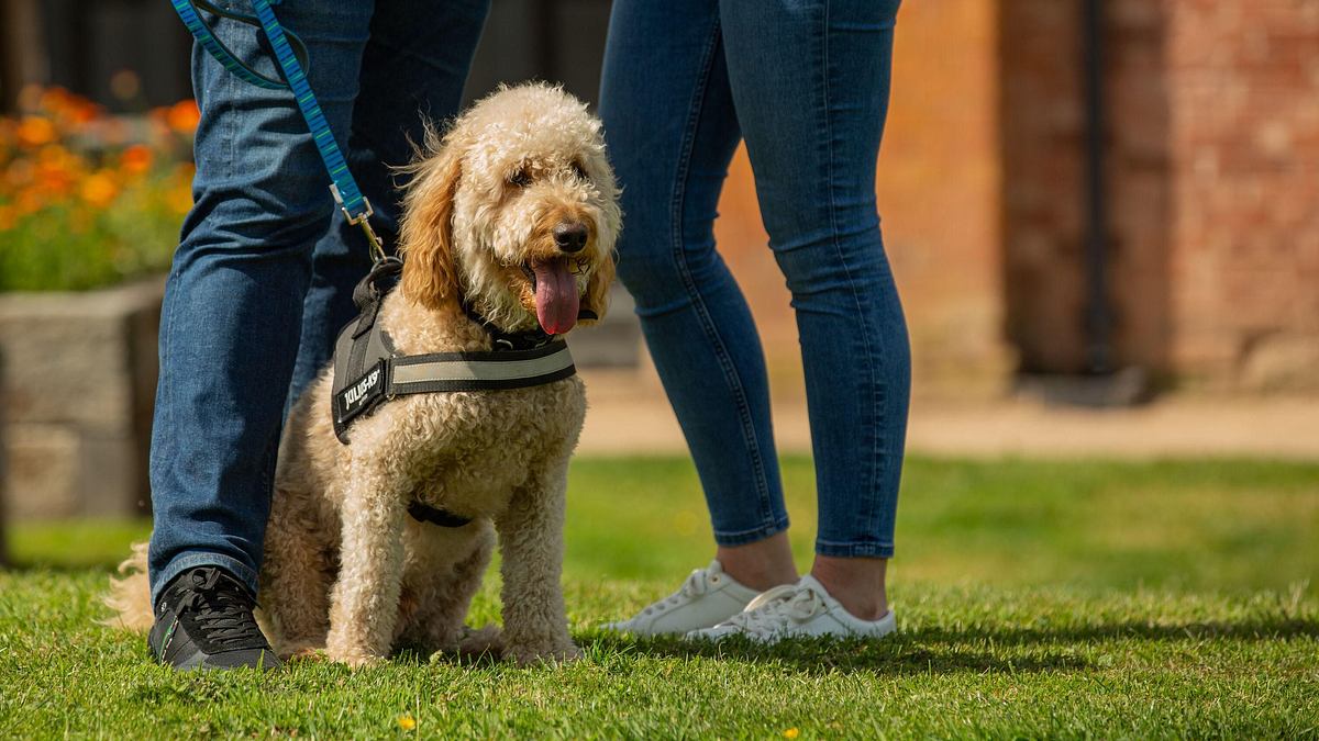unsere hundeschule