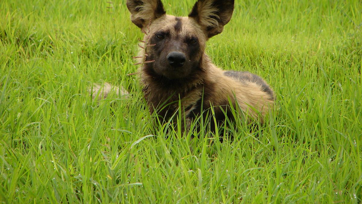 afrikas tödlichste jäger
