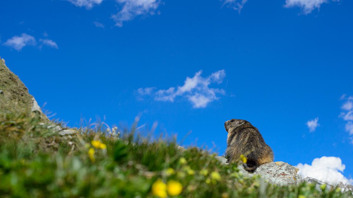 tierwelt der alpen